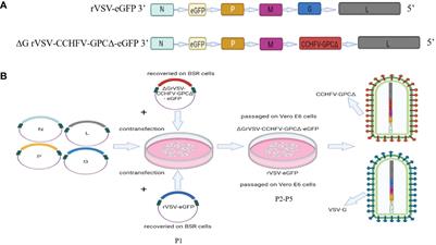 Establishment of two serological methods for detecting IgG and neutralizing antibodies against Crimean-Congo hemorrhagic fever virus glycoprotein